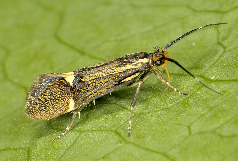 Oecophoridae: Esperia sulphurella